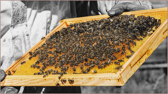 PROPOLIS IS THE GLUE HONEYBEES USE